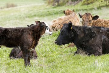 Mother and its calf.