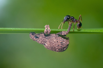 ant on leaf