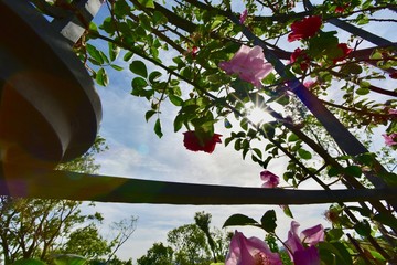 cherry blossom