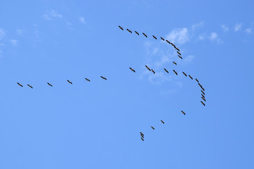A flock of Great white pelican flying in V-formation against the sky. Danube biosphere reserve - Danube delta, Romania.