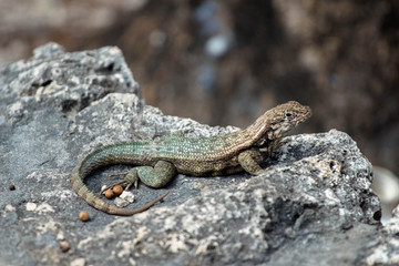 Curly Tail Lizard 