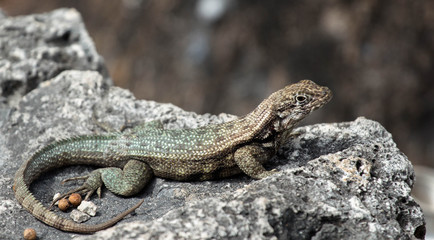 Curly Tail Lizard 