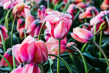 Droplets of dew on pink tulips. Early morning in flower park Keukenhof (Garden of Europe) in Lisse, South Holland, Netherlands.