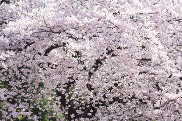 満開の桜