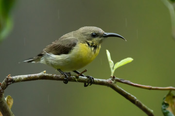 sunbird