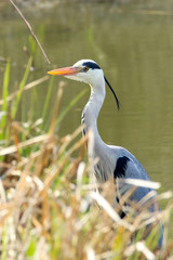 Grey heron stalking