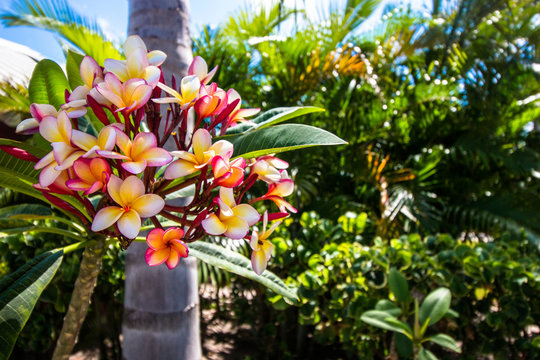 Plumeria Flowers / Hawaiian lei flowers 