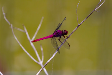 dragonfly on a leaf