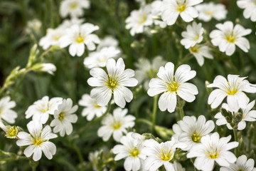 Fototapeta na wymiar Snow in summer, beautiful white flowers in the garden