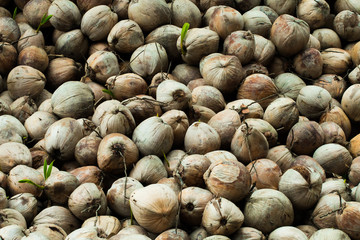 Pile group pack of Coconut raw as mountain, ready to deliver, Background of natural Famous Asian Coconuts in shell under the sun