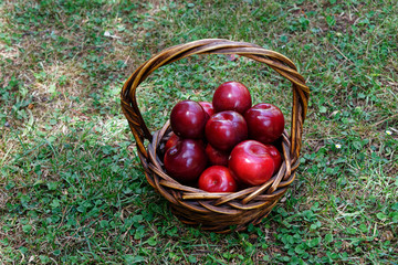 Gathering produce, a successful harvest of red plums in a woven basket