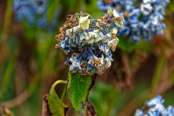 Drought effect on a hydrangea