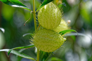 The seed pod of the milkweed, food of the Monarch Butterfly