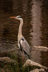 Grey Heron (Ardea cinerea) in Kyoto, Japan