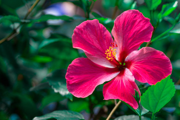 Hot Pink Hibiscus 