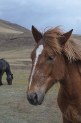 Obraz premium horse in nature