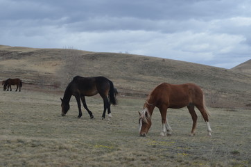 Fototapeta na wymiar two horses on a pasture