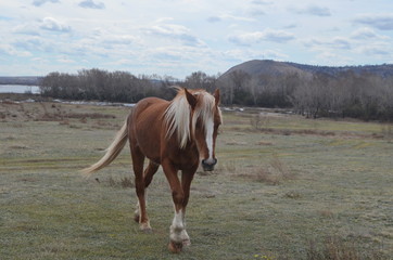 beautiful horse