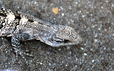 Lizard On Rock 