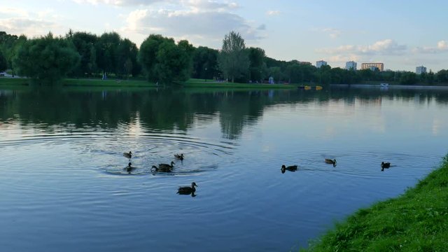 A flock of wild ducks swim in the pond.