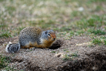Naklejka na ściany i meble Columbian ground squirrel (Urocitellus columbianus) in Ernest Calloway Manning Park, British Columbia, Canada.