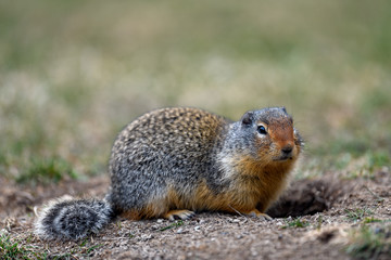 Fototapeta na wymiar Columbian ground squirrel (Urocitellus columbianus) in Ernest Calloway Manning Park, British Columbia, Canada.