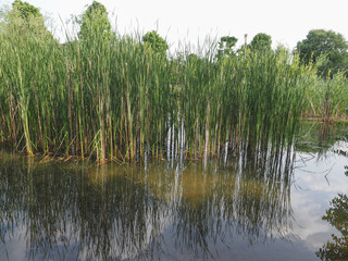 pond with aquatic plants