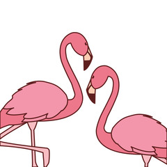 exotic pink flemish couple birds with heads up