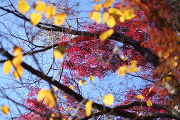 紅葉
