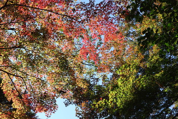 紅葉
