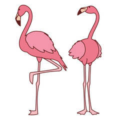 exotic pink flemish couple birds with heads up