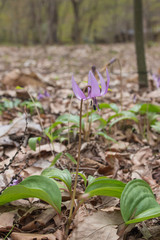 林の中のカタクリの花