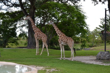 giraffes in zoo