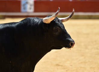 toro español