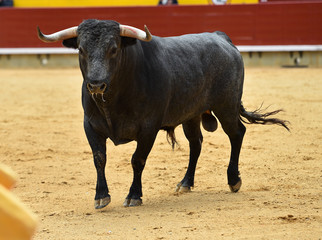 toro con grandes cuernos en españa