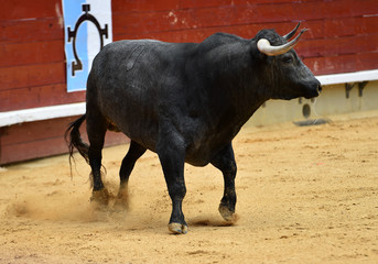 toro con grandes cuernos en españa