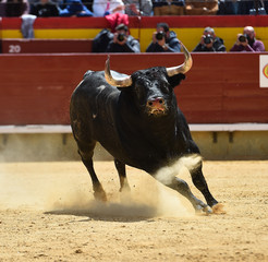 bull in spanish bullring