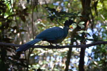 bird on a branch