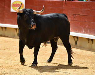 toro español