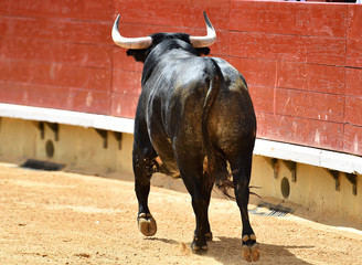 toro español