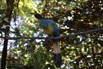 bird on a branch