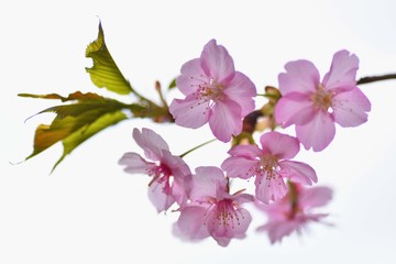 Fototapeta na wymiar 逆光に透ける早咲き桜の花