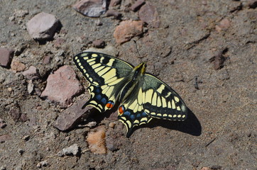 butterfly Papilio machaon