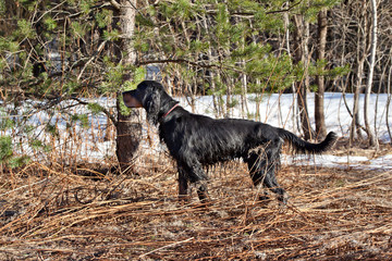 Dog breed  Setter Gordonin early spring forest on nature