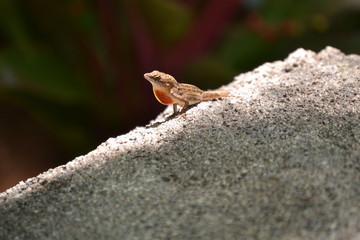 lizard on rock