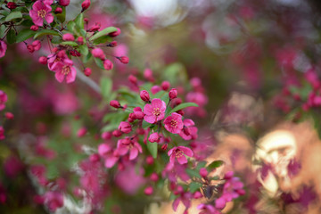 Pink Flowers In Spring 1