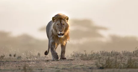 Fototapeten Männlicher Löwe, der wenn afrikanische Landschaft geht © Pedro Bigeriego