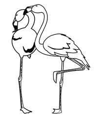 exotic flemish couple birds with romantic pose