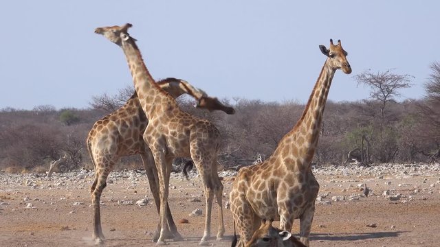 Two adolescent giraffes play by head butting each other in a display of dominance.