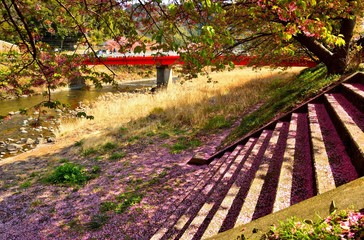 階段に散り積もるサクラの花